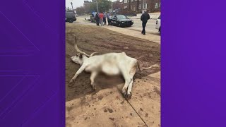 Dead longhorn found in front of Oklahoma State frat house ahead of Big 12 championship police say [upl. by Oniskey]