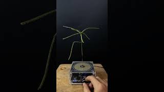 Experiment tesla coil  grass [upl. by Tisman]