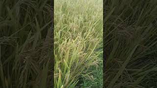 Dhankesari short video today weather video [upl. by Hancock699]