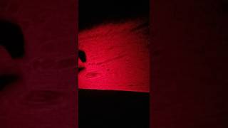 4 Type Water Bacteria Testing Under Laser Microscope short ytshorts viralvideo [upl. by Ettenajna13]