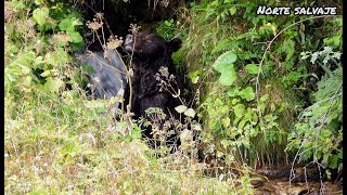 Oso pardo cantábrico bañándose en un arroyo brown bear in creek [upl. by Bushey721]