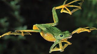 Wallaces Flying Frog The Gliding Amphibian of Southeast Asia [upl. by Llenrap396]