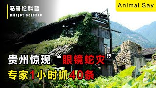 眼鏡蛇成災霸佔村莊，一小時就在床上抓40條嚇暈村民，真相曝光後惹眾怒！ [upl. by Campagna952]