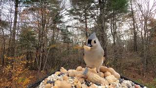 Tufted Titmice and more [upl. by Icat]