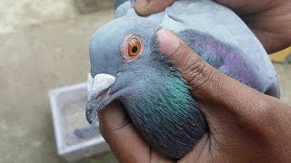 How To Train New Pigeon To Come Back Home  Pigeon Training 2km  2nd Time in 17 minutes [upl. by Chapin]