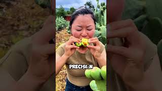 ¡Cosecha con Cuidado Así Se Cosechan las Tunas en el Nopal 🌵🍈 shorts [upl. by Dulci]