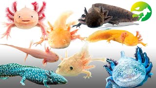 Learn The Axolotl Classification  Characteristics of Animals [upl. by Issak]