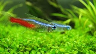 Neon tetra Голубой неон [upl. by Lorenzo]