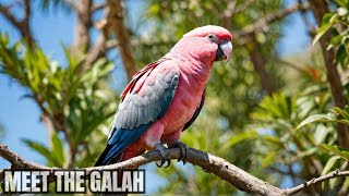 Galah Parrots The Most Lovable Bird [upl. by Yeliw]