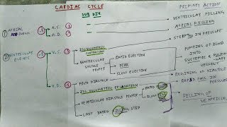 Cardiac Cycle Physiology  Chart  The Charsi of Medical Literature [upl. by Eibber]