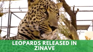 Leopards Released In Zinave [upl. by Assili72]