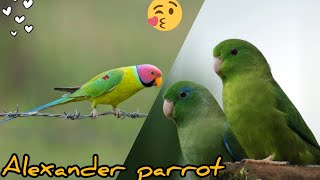 ꜰᴇᴍᴀʟᴇ ᴘᴀʀʀᴏᴛ ꜱᴏᴜɴᴅꜱᴠᴏɪᴄᴇ😘youtube birds 🥰 [upl. by Niveek88]