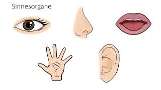 Unterwegs mit allen Sinnen Die Sinnesorgane des Menschen [upl. by Icak776]
