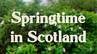 Springtime in Scotland  Tiny Travel Vlog  Sapling Tarot [upl. by Annayoj]