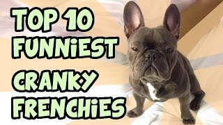 TOP 10 CRANKIEST FRENCH BULLDOGS [upl. by Arihsay]