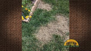 QampA – How do I control patches of Bermuda grass in my tall fescue lawn [upl. by Kain]