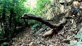 Bandaje Falls  Belthangady  share subscribe support travel karnataka shortvideo trek [upl. by Nerua]