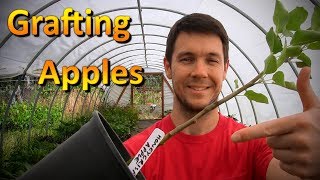 Grafting Apple Trees Onto Root Stock [upl. by Assital423]