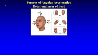 Sensors of Linear and Angular Acceleration [upl. by Adrea]