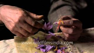 Removing stamens from Saffron crocus flowers to extract the spice [upl. by Fauman]