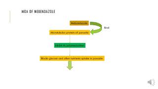 MOA of Mebendazole [upl. by Aiblis]