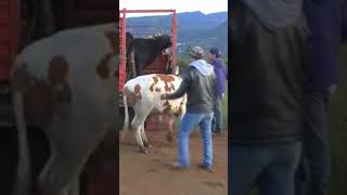 ¿Cuantos toros hay en este video [upl. by Trotta]