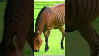 🐯🦄 Wired Hybrids Animals Hard to Believe 🧬😲 shorts hybridanimals [upl. by Saidnac]