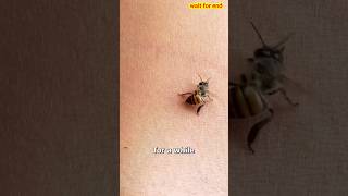 Why Bees Die After They Sting You ouch 🤔shorts [upl. by Keverian]