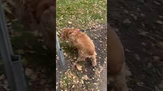 The Cocker Spanielshortvideo [upl. by Ardra213]