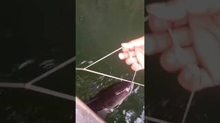 Aspang 🐟 Bosoi Uo naing mo 😱fishing kaubruvlog Brutralvelvlong [upl. by Aydne]