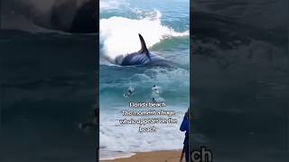 Florida beach The moment a huge whale appears on the beach florida shortvideo [upl. by Bocaj]