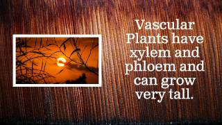 Vascular vs Nonvascular Plants [upl. by Fairfield318]