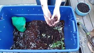 Vermicomposting 101 How to Create amp Maintain a Simple Worm Bin [upl. by Shepperd15]