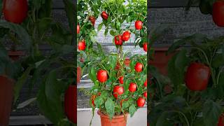 Tips for recovering Bell peppers with pests pocket experience for gardeners grow farming shorts [upl. by Razid]