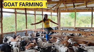 The Cost Of Starting A Profitable GOAT Farming BUSINESS For Beginners [upl. by Winer]