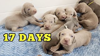 Our Weimaraner Puppies Opened Their Eyes and They Run [upl. by Adella]