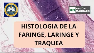 Histologia la Faringe Laringe y Traquea [upl. by Nibot]