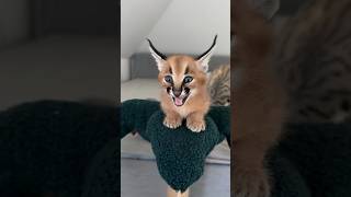 Caracal kitten ❤️ [upl. by Anagnos]