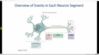 Graded potentials amp action potentials [upl. by Purvis]