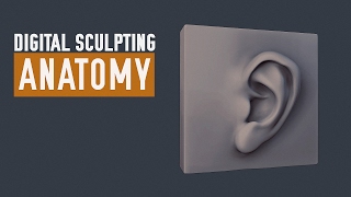 ZBrush Human Anatomy  Ear [upl. by Shirah827]