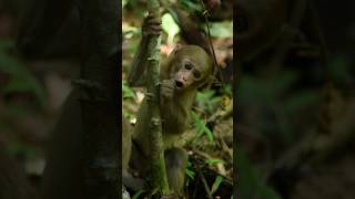 Cute Baby Monkey Sounds [upl. by Alane843]