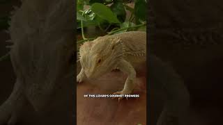 Meet Pogona The Bearded Dragons Epic Dining Adventure 🦎🌟 shorts beardeddragon [upl. by Vi472]