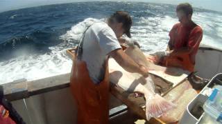 Filleting Giant California Halibut  55lb [upl. by Farver627]