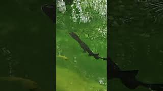 Paddlefish eating top water pellets with sturgeon feeding bottom pellets [upl. by Iek]