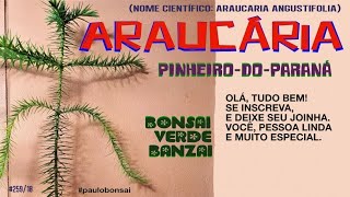 COMO É O PINHEIRO DO PARANÁ  ARAUCÁRIA Araucaria angustifolia [upl. by Etteb]