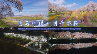 4K HDR 白石川堤一目千本桜 Japan Shiroishi River Hitome Senbonzakura View of a Thousand Cherry Trees 宮城 桜名所 [upl. by Mahda65]