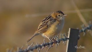 Golden headed Cisticola Cisticola exilis Hd Video clip11 Australian Bird Media [upl. by Storm]