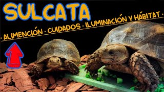 CUIDADOS COMPLETOS TORTUGA SULCATA [upl. by May]