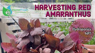 Red Amaranthus  Harvesting Fresh Greens Series  Vlog 1  Hydroponics  NFT  Chennai [upl. by Gwenny]