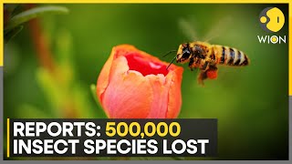 Flowers evolving towards selfpollination as 10 of insect population lost in last 150 years  WION [upl. by Ogg468]